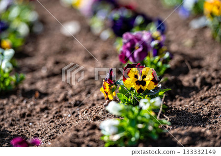 flower bed with colorful pansies in the spring morning sun, closeup, selective focus 133332149