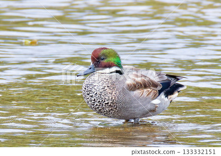 Late eclipse of a mallard duck walking along the water's edge 133332151