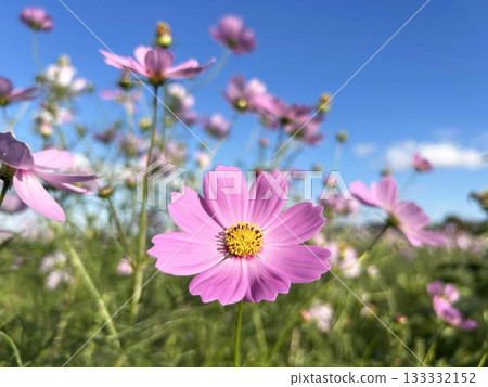 Close-up of cosmos basking in the sun Close-up of cosmos basking in the sun 133332152