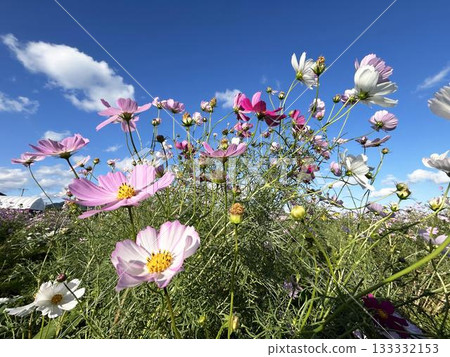 Blooming cosmos and a refreshing blue sky Blooming cosmos and a refreshing blue sky 133332153