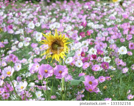開花在波斯菊領域的向日葵 133332158