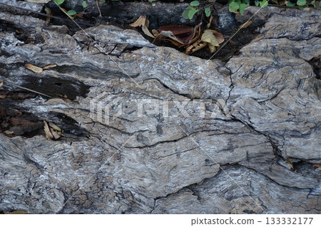 rotten wooden surface rotten wooden surface 133332177