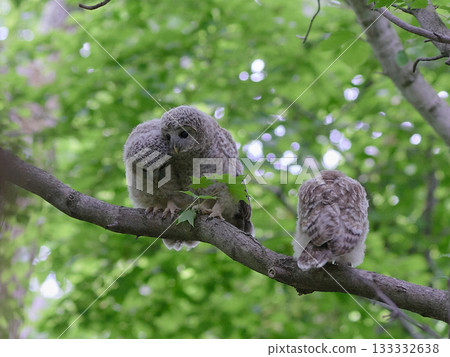 Ezo Owl, young bird, fresh greenery, early summer 133332638