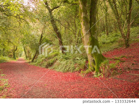 Peaceful autumn scene in forest Peaceful autumn scene in forest 133332644
