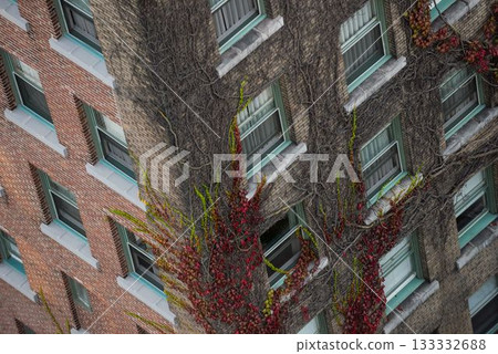 Plants growing on building wall Plants growing on building wall 133332688