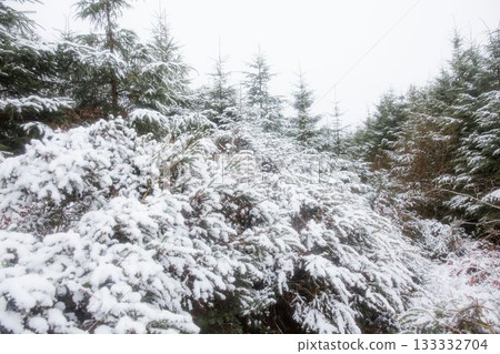 Snow covered trees against sky Snow covered trees against sky 133332704