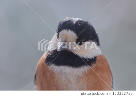 Yamagara Yamagara 133332753