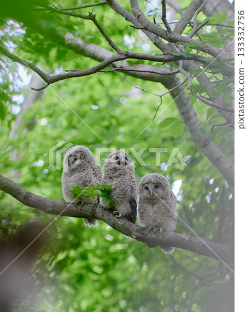 Ezo owl juvenile Ezo owl juvenile 133332756