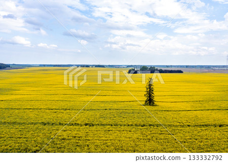 rural landscape with a lone spruce tree in the middle of a yellow rapeseed day on a sunny day rural landscape with a lone spruce tree in the middle of a yellow rapeseed day on a sunny day 133332792