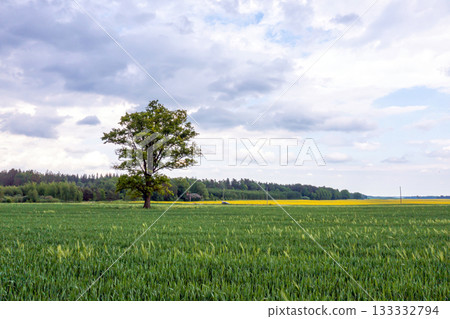 aerial view of single tree in agricultural field, a lone tree in a green field aerial view of single tree in agricultural field, a lone tree in a green field 133332794
