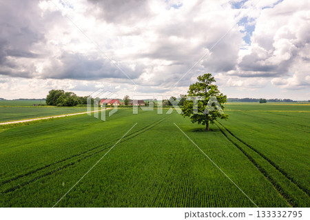 aerial drone view on tree in the middle of a green agricultural field, concept of agrarian industry 133332795