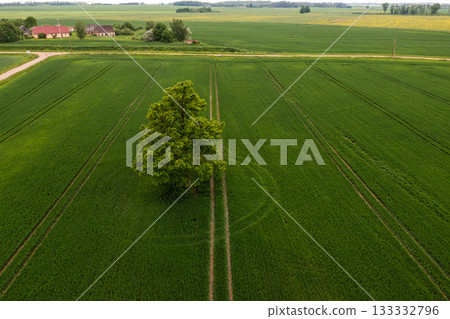 aerial drone view on tree in the middle of a green agricultural field, concept of agrarian industry 133332796