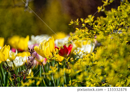 Closeup of tulips blooming on a nature background. with copy space Closeup of tulips blooming on a nature background. with copy space 133332876