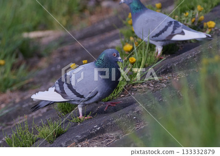 Feral pigeon, Rock pigeon Feral pigeon, Rock pigeon 133332879