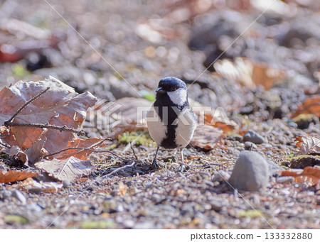Great tit Great tit 133332880
