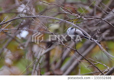 島永 秋天 133332886