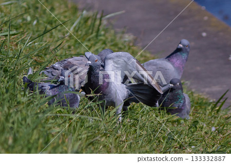 Dove Kawaraba herd ground grass Dove Kawaraba herd ground grass 133332887