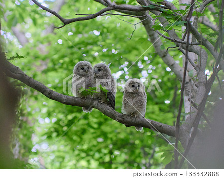 Ezo owl juvenile fresh green Ezo owl juvenile fresh green 133332888