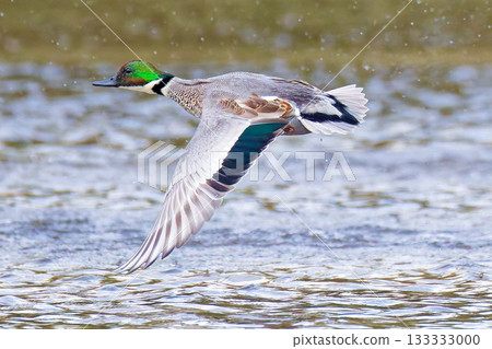 Late eclipse of a mallard flapping its wings Late eclipse of a mallard flapping its wings 133333000