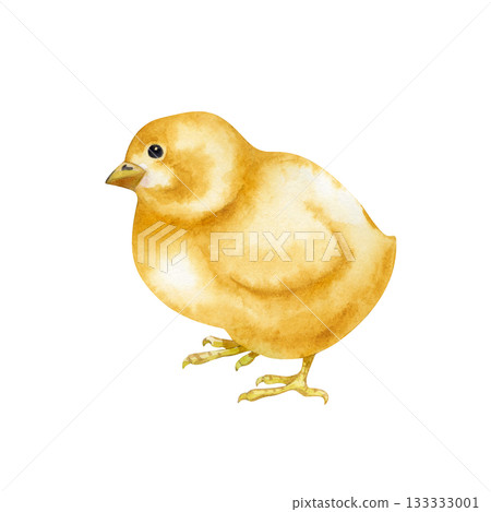 Yellow chick is hand-drawn. Standing poultry yard bird clip art in natural colors. Realistic little fluffy chicken for farm theme design and Easter celebration. Yellow chick is hand-drawn. Standing poultry yard bird clip art in natural colors. Realistic little fluffy chicken for farm theme design and Easter celebration. 133333001