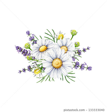 Chamomile and lavender floral decor element watercolor illustration. Hand drawn vintage style fresh lavender and chamomile herb flowers isolated on white background 133333040