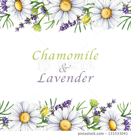 Chamomile with lavender flowers seamless border decor element watercolor illustration. Hand drawn lavender stems and chamomile blossoms floral frame decoration element on white background 133333041