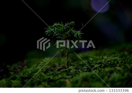 長在苔蘚上的樹 長在苔蘚上的樹 133333396