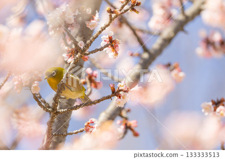 White-eye sucking plum nectar 133333513