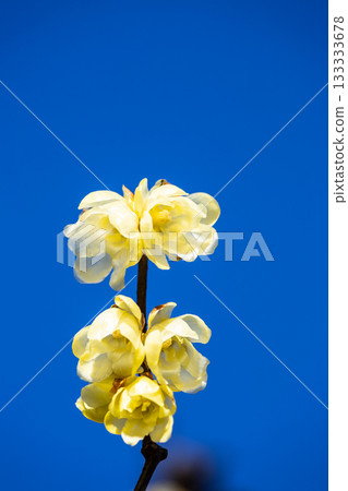 Rhubai Flower Blooming in the Early Spring Rhubai Flower Blooming in the Early Spring 133333678