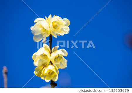 Rhubai Flower Blooming in the Early Spring 133333679