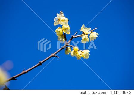 Rhubai Flower Blooming in the Early Spring 133333680