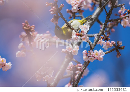 白眼吸梅花蜜 白眼吸梅花蜜 133333681