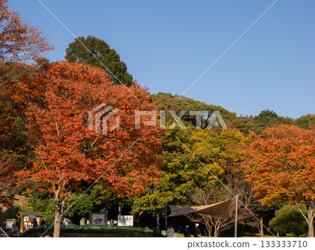 Autumn park scene where the trees are starting to change color (Matsudo City, Chiba Prefecture, 21st Century Forest and Plaza) 133333710