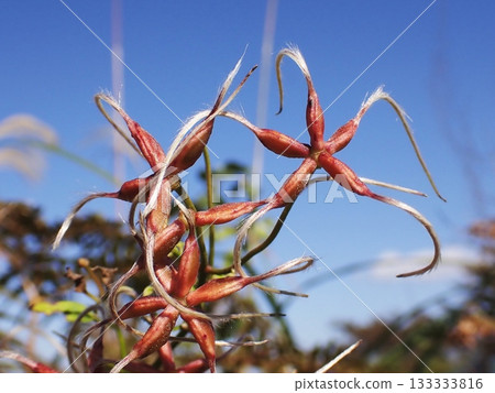 Clematis fruits on a clear autumn day Clematis fruits on a clear autumn day 133333816