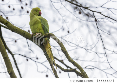 Colorful rose-ringed parakeet perched on a branch during a cloudy day in a city park 133333821