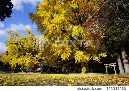 Fukuda Shrine in Hiruzen, Maniwa City, Okayama Prefecture: When the ginkgo leaves turn yellow Fukuda Shrine in Hiruzen, Maniwa City, Okayama Prefecture: When the ginkgo leaves turn yellow 133333960