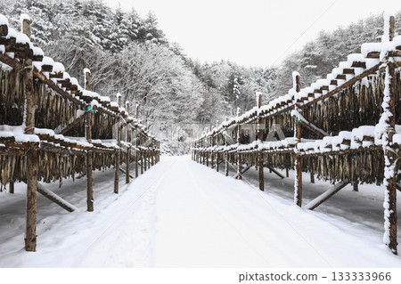 The pollack is drying in the winter wind. Gangwon-do, Hwangtae Deokjang 133333966