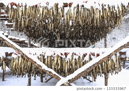The pollack is drying in the winter wind. Gangwon-do, Hwangtae Deokjang 133333967
