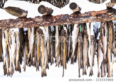The pollack is drying in the winter wind. Gangwon-do, Hwangtae Deokjang The pollack is drying in the winter wind. Gangwon-do, Hwangtae Deokjang 133333969