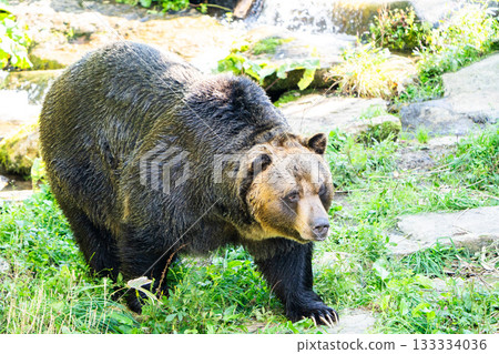 [Hokkaido, Sahoro Resort, Bear Mountain] Ezo brown bear 133334036