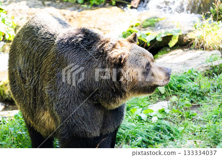 [Hokkaido, Sahoro Resort, Bear Mountain] Ezo brown bear 133334037