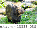 【北海道,佐幌度假村,熊山】蝦夷棕熊 【北海道,佐幌度假村,熊山】蝦夷棕熊 133334038