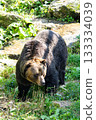 【北海道,佐幌度假村,熊山】蝦夷棕熊 【北海道,佐幌度假村,熊山】蝦夷棕熊 133334039