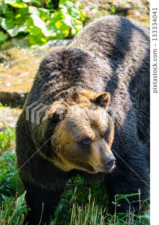 【北海道，佐幌度假村，熊山】蝦夷棕熊 133334041