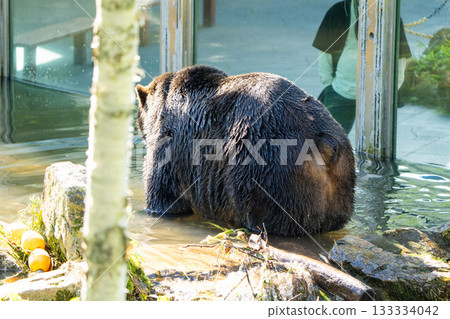 【北海道，佐幌度假村，熊山】蝦夷棕熊 133334042