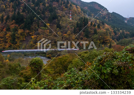 【秋田新幹線】特快列車小町號在秋日黃昏穿過山谷 133334239