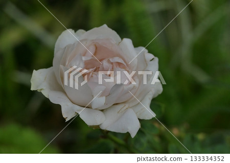 Beautiful white rose on a background of green grass in tropical garden, Shallow depth of field 133334352