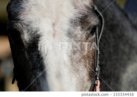 A close-up of a brown horse's face. The shiny black coat of a black horse. A close-up of a horse's gaze. 133334438