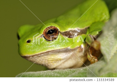 Common Treefrog (Hyla arborea) is quite common on Crete  133334589
