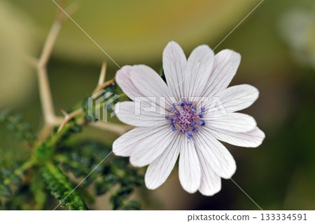 Anemone heldreichii, endemic of Cretan area 133334591